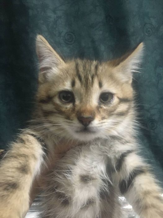 котята 2 мес в хорошие руки