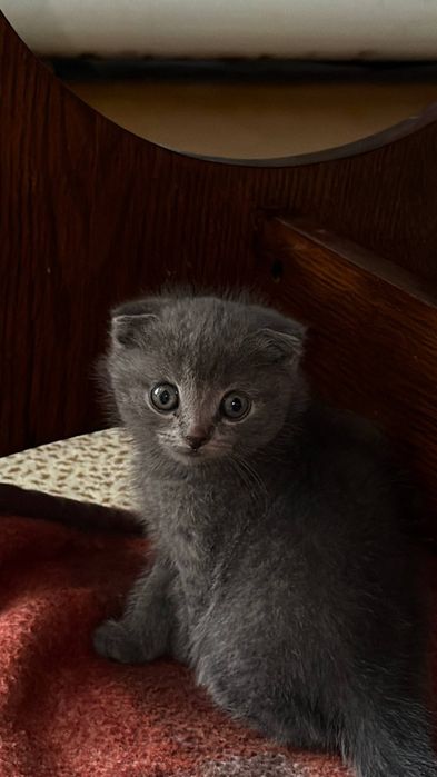 Продаются котятки Scottish-Fold