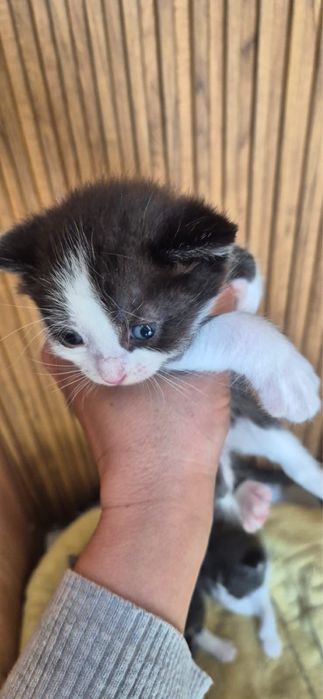 Отдам котят в добрые руки