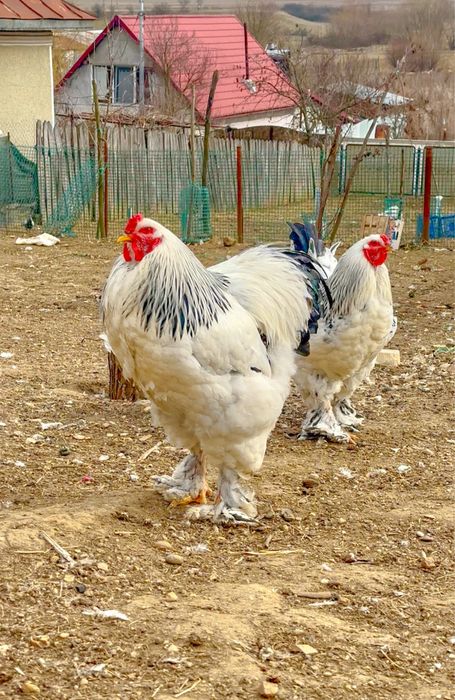 Oferta Oua incubat gaini brahma herminat deschis