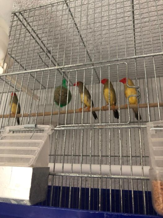 Vând păsări exotice