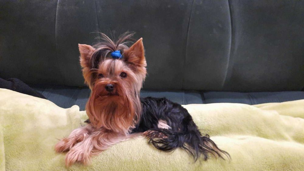 Йоркита/ Йоркита