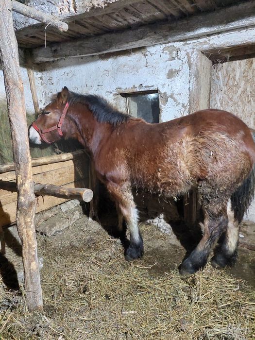 Vând mânz de 5 luni