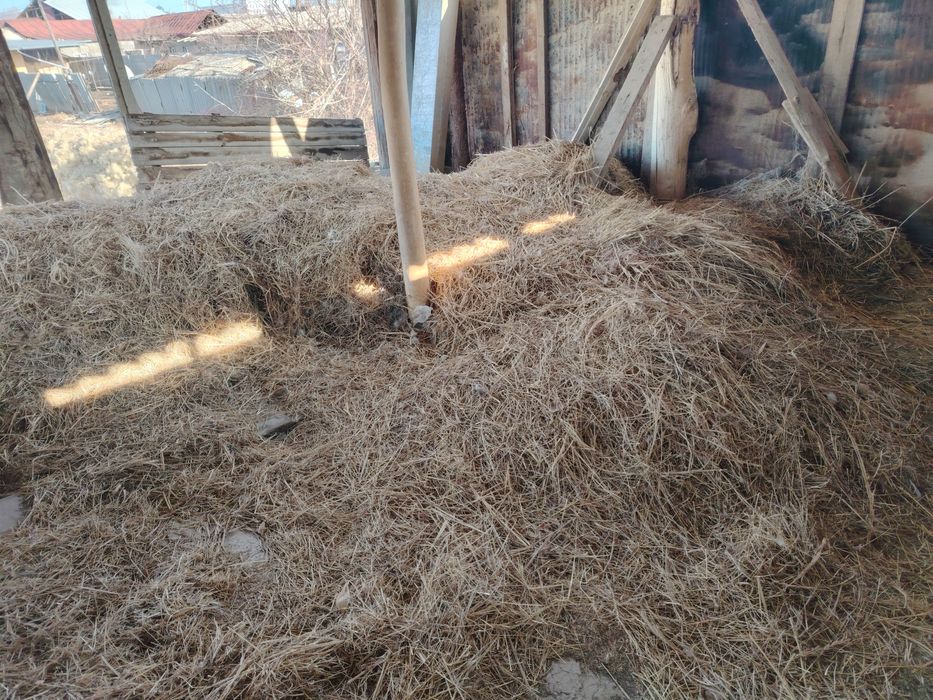 Пичон хашак сотилади