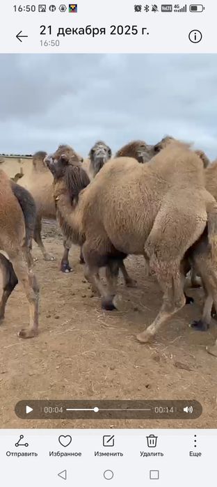 Кунанша тайлак сатылымда