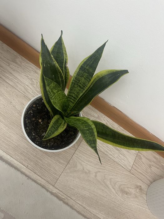 Үй гүлі сатылады