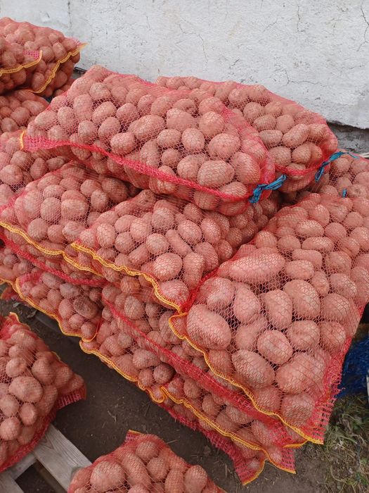 Cartofi Covasna.         .