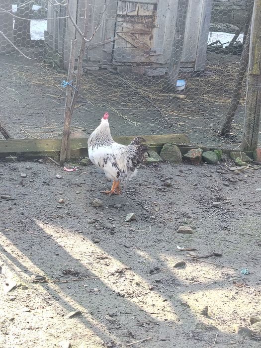 De vânzare  cocoși