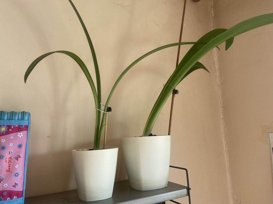 Детки гиппераструм