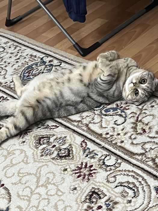 Шотландский вислоухий котик