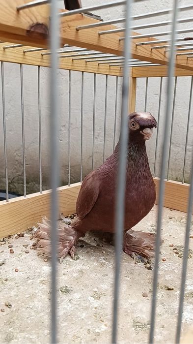 Голубь красный носо чубый