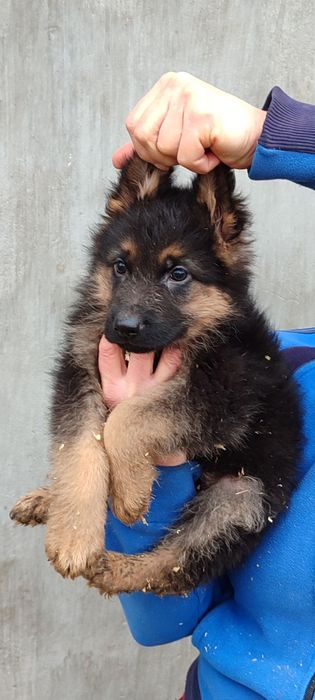 Продаются щенки немецкой овчарки