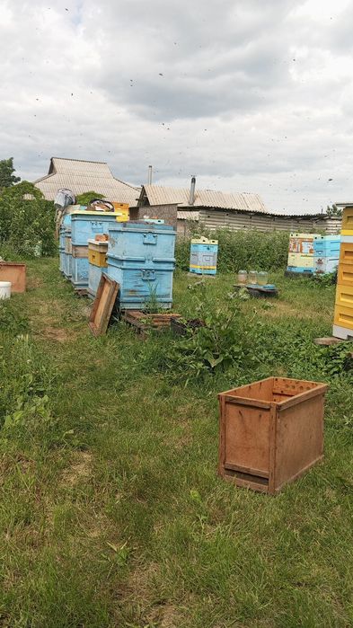 Продам мед разнотравие.