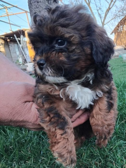 Caniche  pitic  shihpoo.