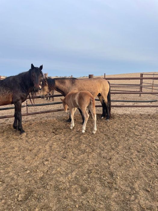 Айгыр уйрмен сатылады