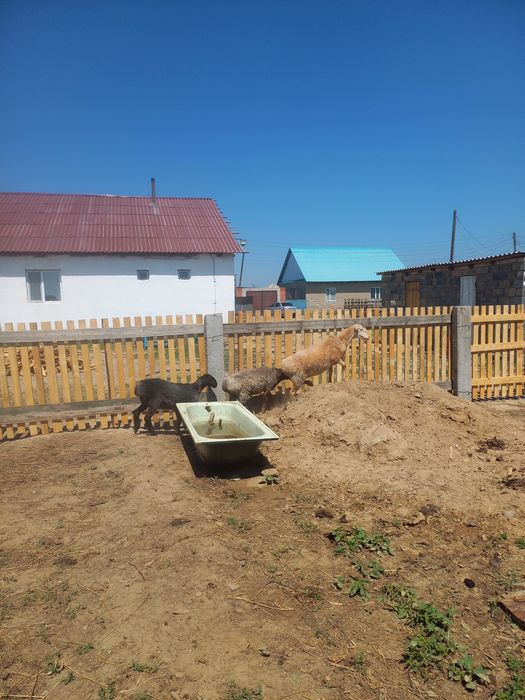 Бір қой сатылады
