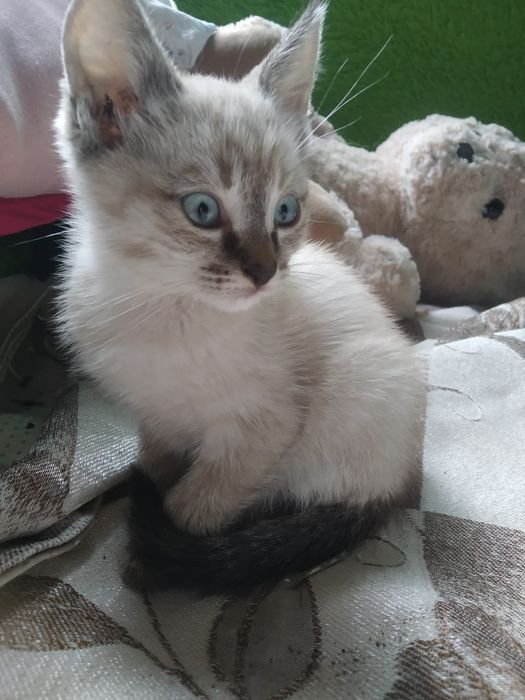 Кошечка, полусиам