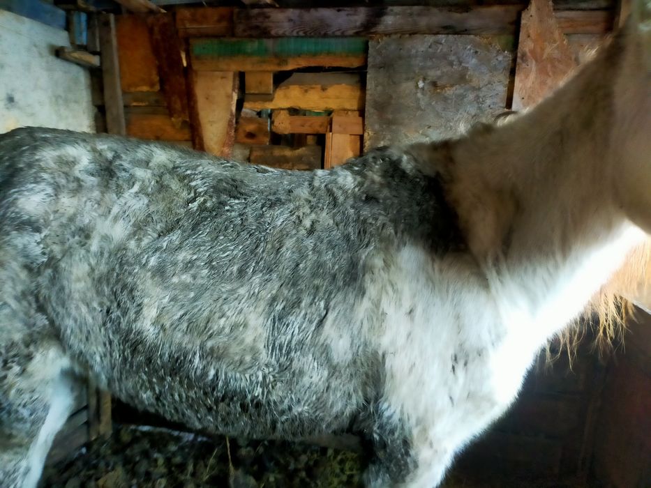 Продаётся кобыла, срочно