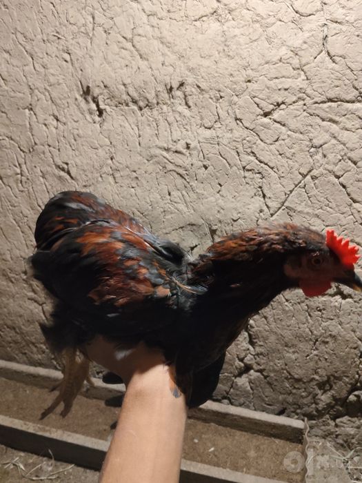 Joja horozlar sotiladi