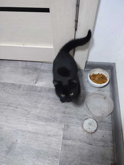 Отдам милых котят