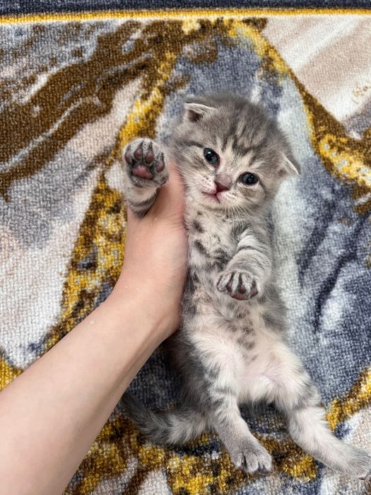 шотландские котята