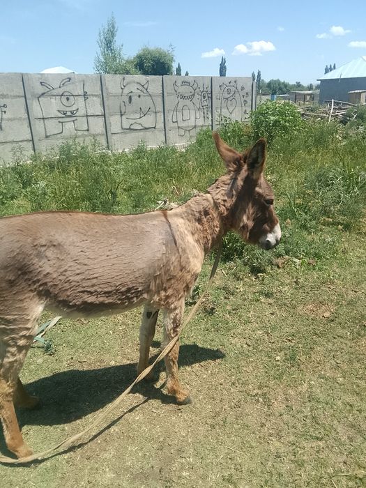 Ешек сатылады арзан