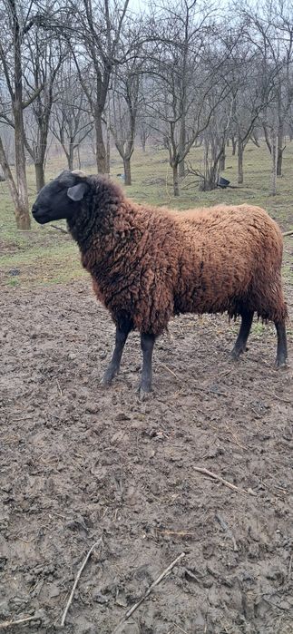 Vand berbec carabaș