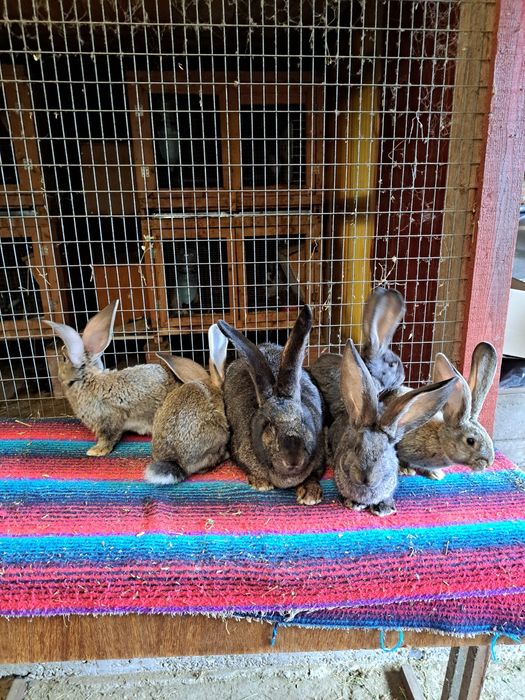 Vand iepuri urias german