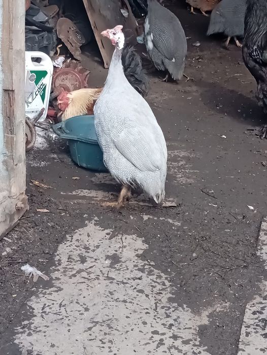 Продам цесарка самец