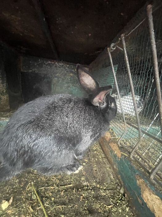 Iepuri de casa Angora si iepuri rasa mixta