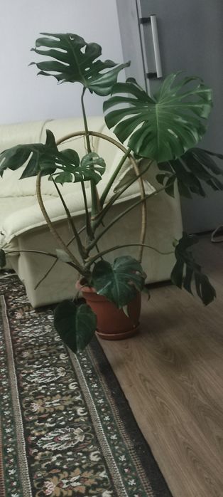 Монстера комнатное растение