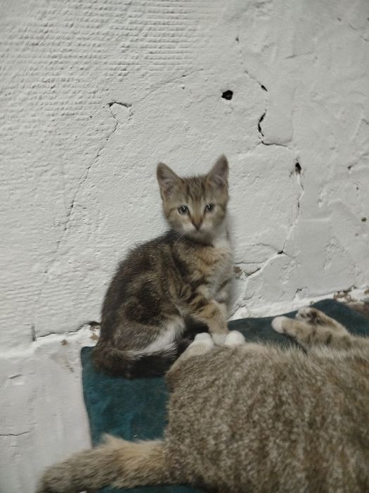 Отдам котенка в добрые руки