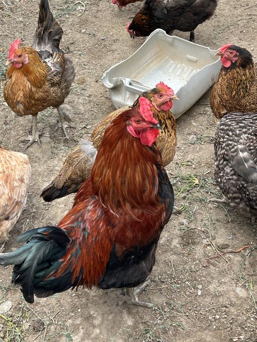Куры домашние продам