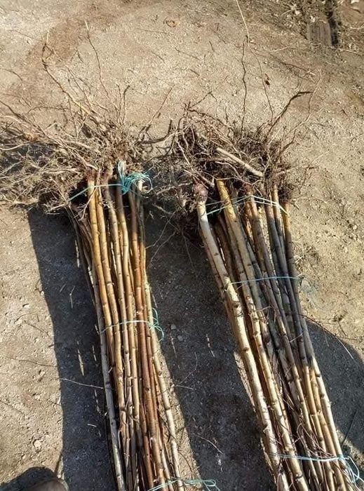 Здравейте предлагаме високо качествени дръвчета