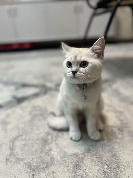 Продается котенок британская короткошерстная шиншилла 4 месяца