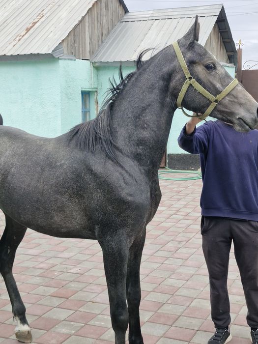Продам молодова жеребца