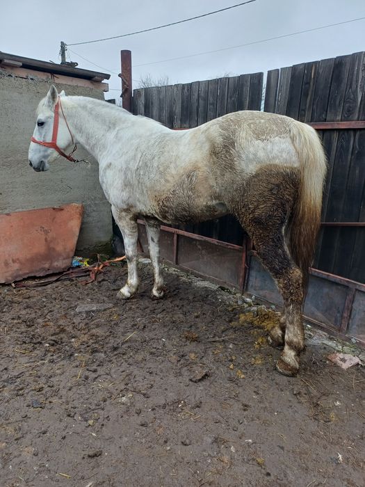 De vanzare iapa de 6 ani