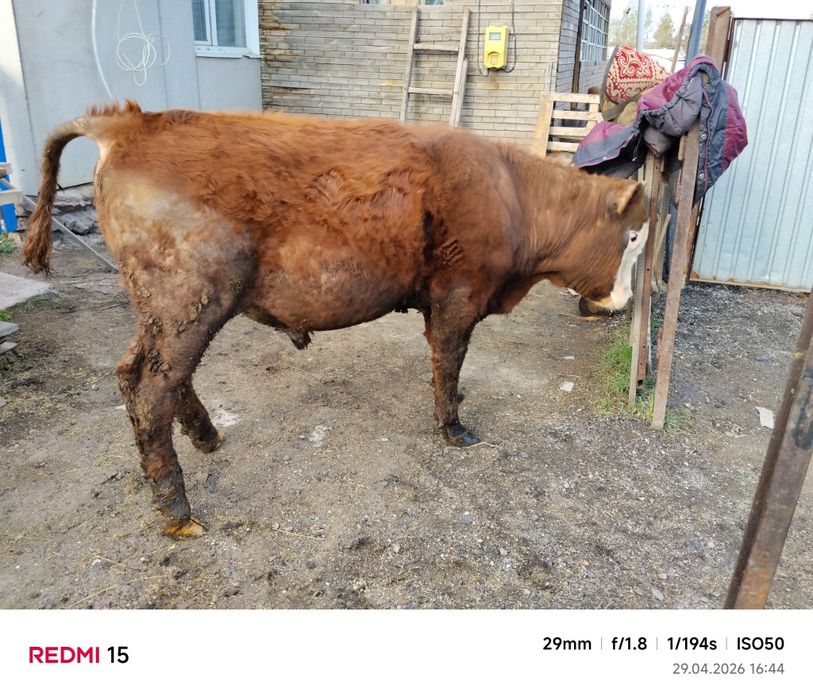 1 жылдық бұқа...