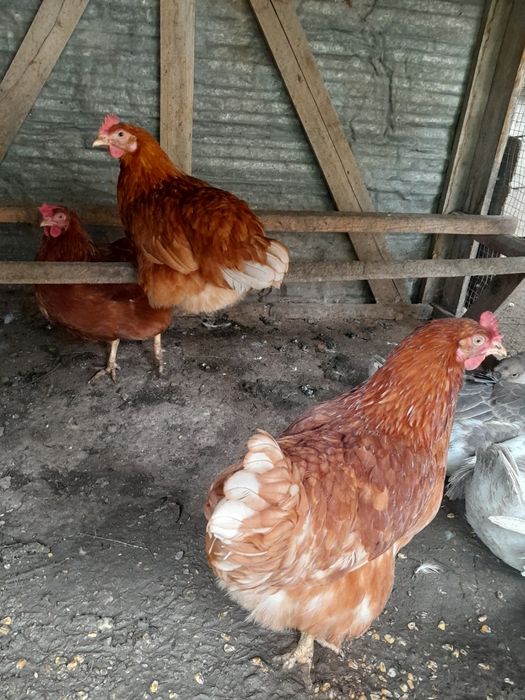 Продам молодых курей ломан браун, есть обмен на бролерных цыплят