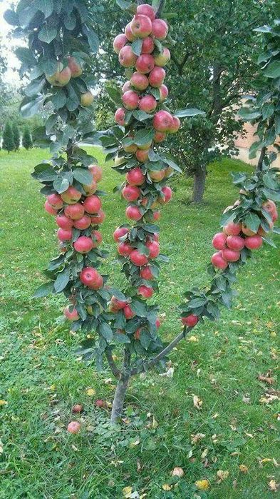 Pomi Fructiferi Columnari (Soiuri De Mar )