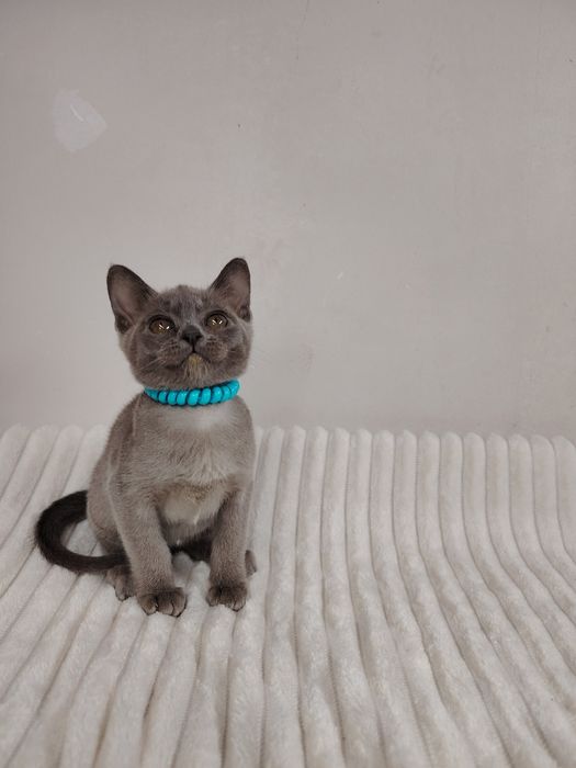 Европейская бурма