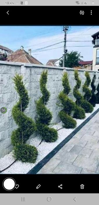 Magnolia  Catalpa Spirale Copaci