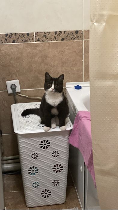 Отдам кошечку Хильду