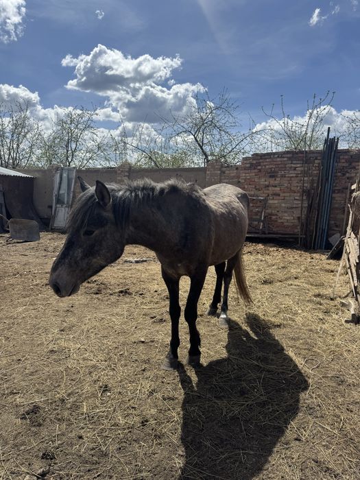 Жылқы сатылады Лошадь продается