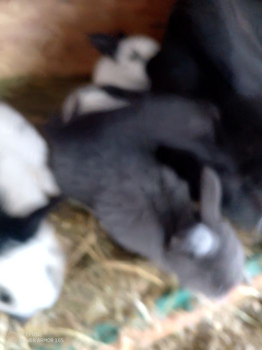 Se vinde tot efectivul