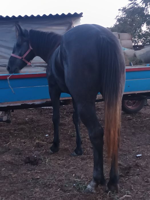 Vând Iapă Sură de 3 ani