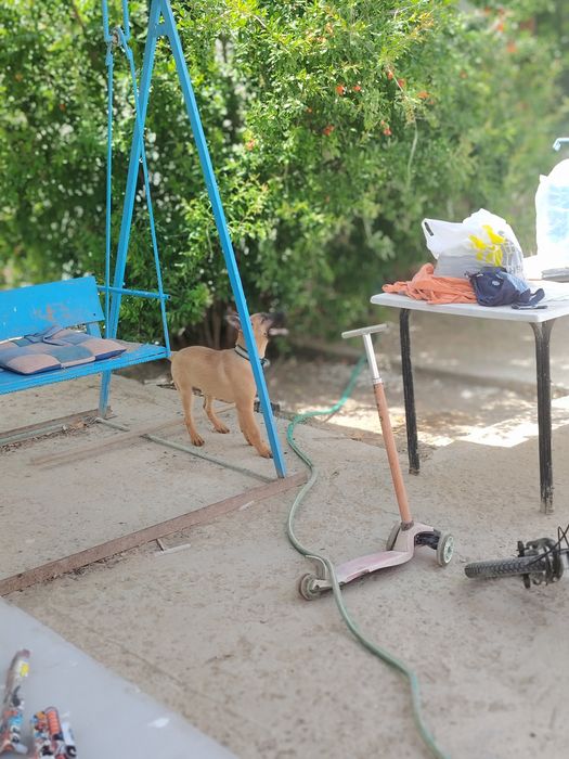 Бельгийский овчарка
