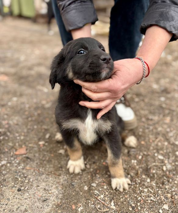 Отдадим щенят в добрые руки