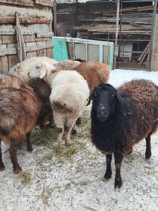 Продаю домашних баранух