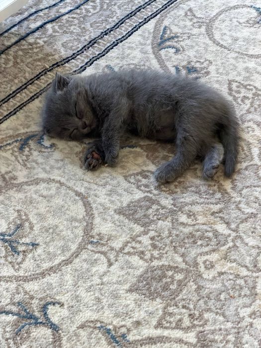 Кошка Мушик зотор